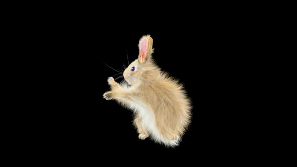 Rabbit Dancing HD