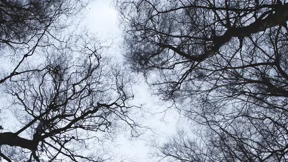 Winter Trees Blown By Storm Winds Handheld Sky Shot Weather