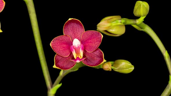 Blooming Red Orchid Phalaenopsis Flower