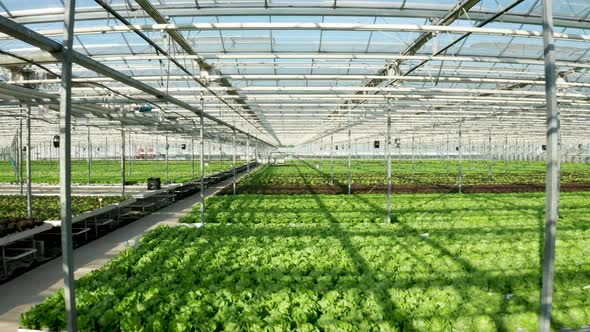 Drone Shot of Modern Greenhouse Interior with Salad Growing in It