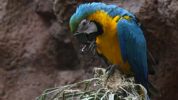 Blue-and-yellow macaw - large South American parrot