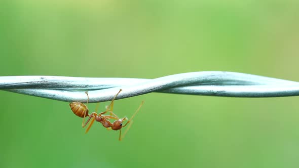 red ant colony walking across the wire