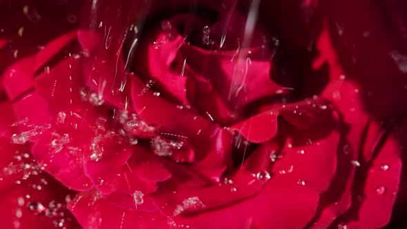 Water drops falling on rose-petals