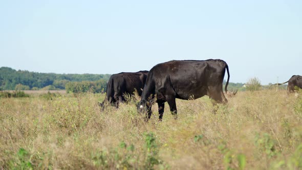 Close Up in Meadow on Farm Big Black Pedigree Breeding Cows Bulls are Grazing