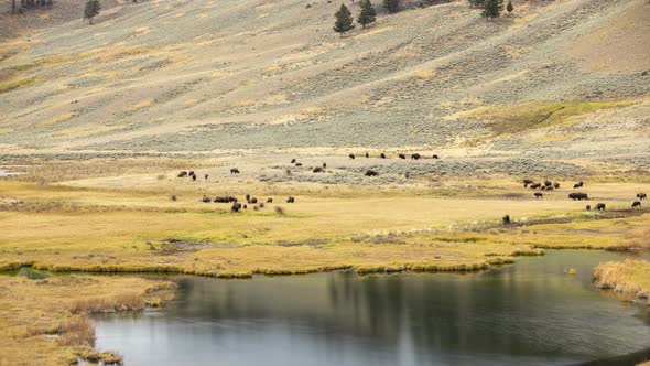 Time lapse of bison moving across the landscape of Yellowstone