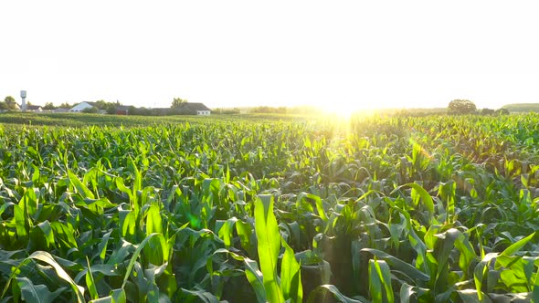 Flying Over Picturesque Agriculture With Cornfield And Farm On Background Sunset