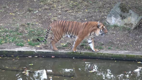 The Malayan tiger (Panthera tigris jacksoni)