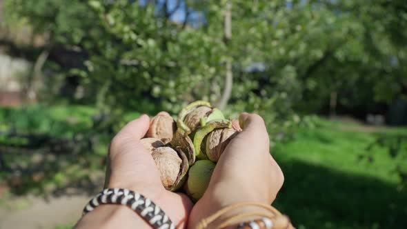 Fresh Uncleaned Green Walnuts in the Hands of a Male Farmer Closeup