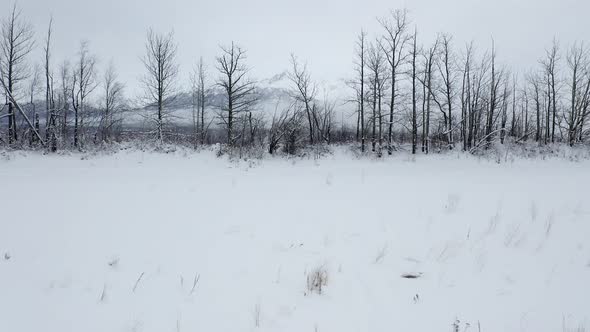 Aerial shot reveals distant mountain behind trees and snow in Alaska.