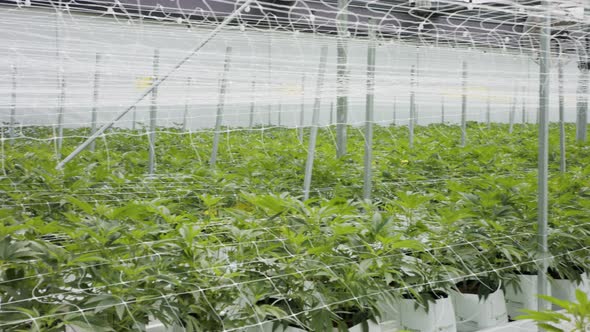 Medical Cannabis plants growing under controlled conditions in a large greenhouse