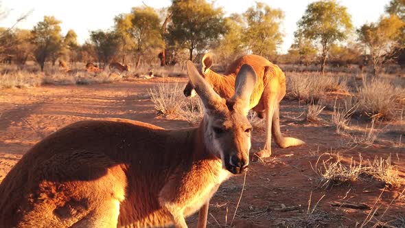 Red Kangaroos Standing