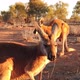 Red Kangaroos Standing - VideoHive Item for Sale