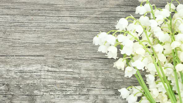 a Bouquet of Small Fresh White Lilies of the Valley Lie