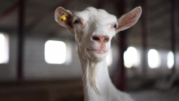 Closeup Portrait of Confident White Bearded Goat Looking Away Standing Indoors in Barn