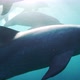 Flock of dolphins swimming in azure seawater - VideoHive Item for Sale