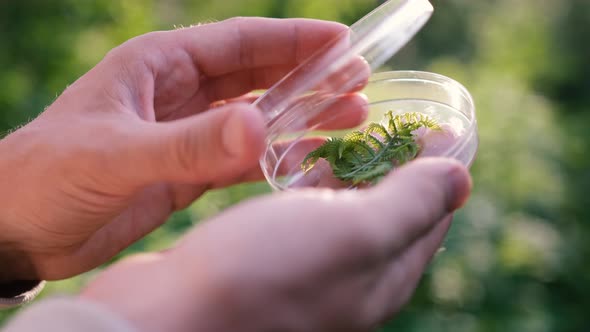 Closeup Hands of a Male Biologist Examining a Plant in the Forest