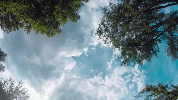 Clounds In The Sky In Circle And Trees