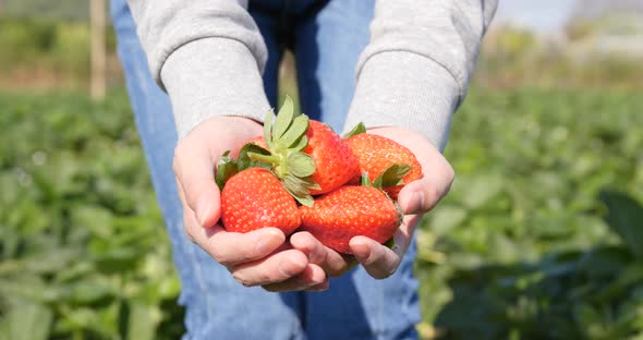 Woman holding harvest of strawberry field
