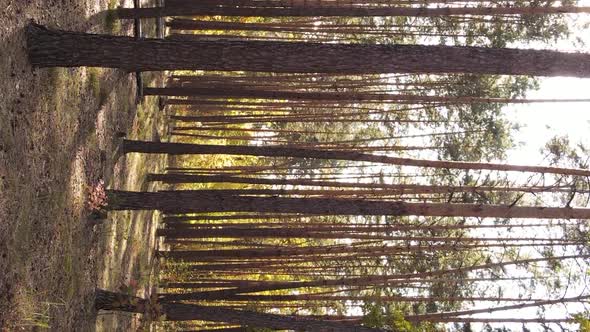 Vertical Video of the Forest on an Autumn Day Slow Motion