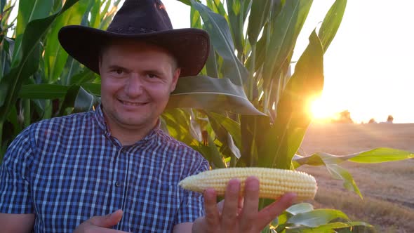 A Head of Corn in the Hands of a Farmer Harvest Time