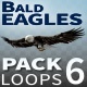 Bald Eagles - VideoHive Item for Sale