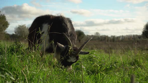 Goat with large horns eating grass and looking at camera, ground level closeup