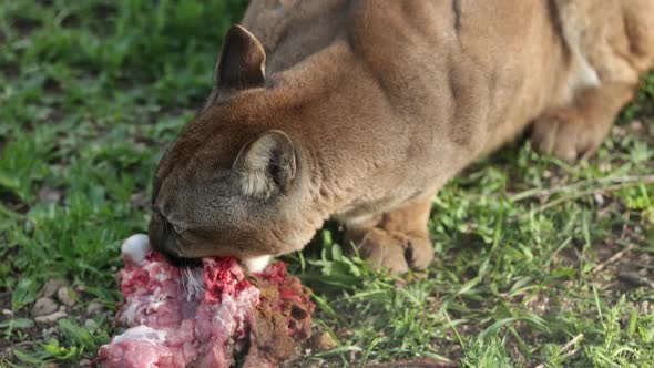 American Mountain Lion