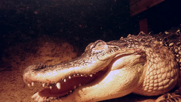 alligator underwater closeup slomo details along head and body at night