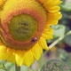 Bumble Bee on Sunflowercollecting Nectar Close Up View - VideoHive Item for Sale