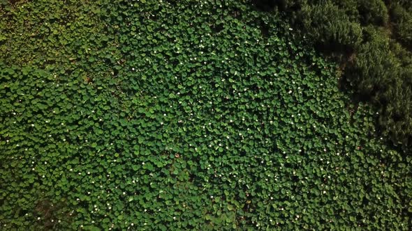 Aerial Drone Stock Footage of Flowering Lotuses on the Lake Near the Road in Krasnodar Krai of