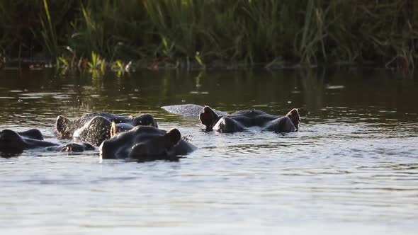 Hippos break surface of river to breathe in Okavango Delta, close up