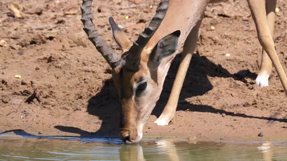 Impala drinking water from a lake