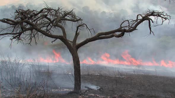 Brush Fire Burning on The Savanna