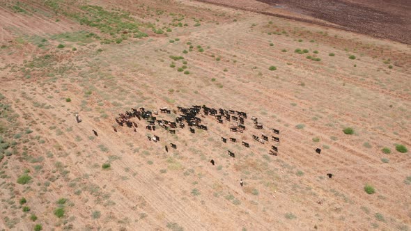 Goats eating and walking in a meadow, Aerial view.