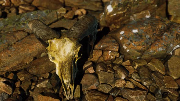 Ram Skull on Desert Rocks