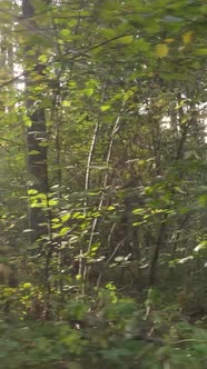 Vertical Video Trees in the Autumn Forest in the Afternoon