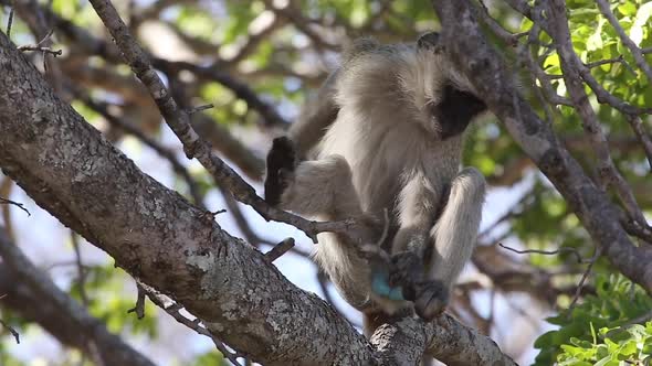 monkey with itchy back monkey with itchy back