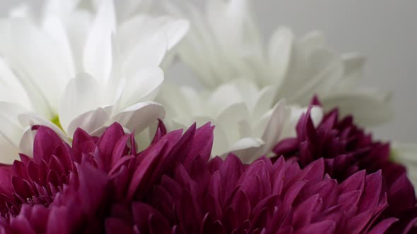 Spring bouquet of beautiful flowers in different colors rotates 360 on a gray background.