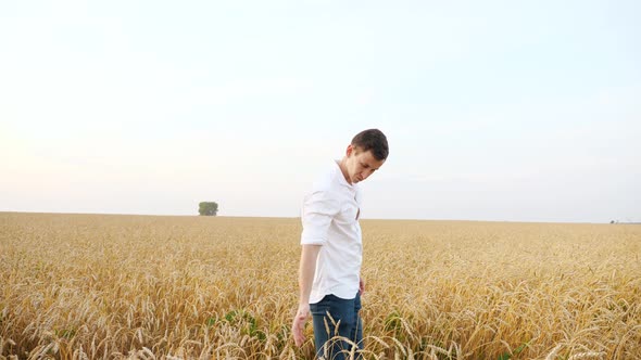 Man in a White Shirt and Jeans Walks and Examines Ears of Wheat in a Field