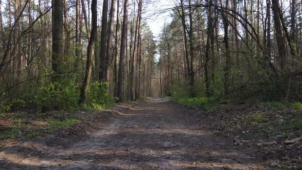 Road in the Forest During the Day Slow Motion