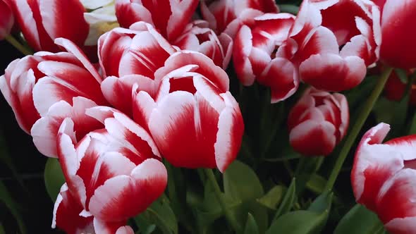 View of the Multicolored Colorful Tulips and Daffodils That Grow in the Flowerbed