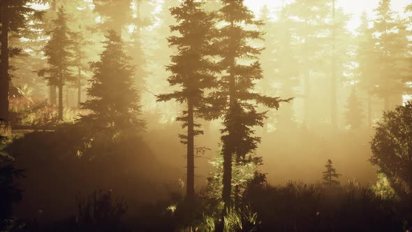 Depth of Coniferous Forest with Magical Sunlight Passing Between the Trees alt