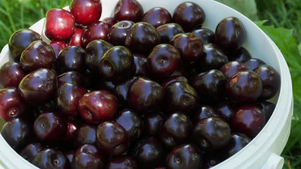 A Bucket of Overripe Large Cherries in the Garden