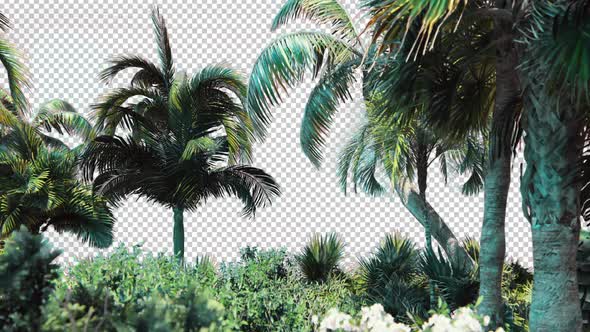 Palm With Tropical Plant alt