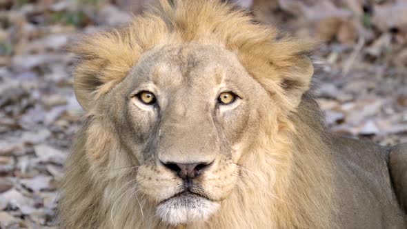 male lion face close up