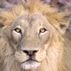 male lion face close up - VideoHive Item for Sale