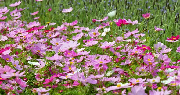 Cosmo flower plant