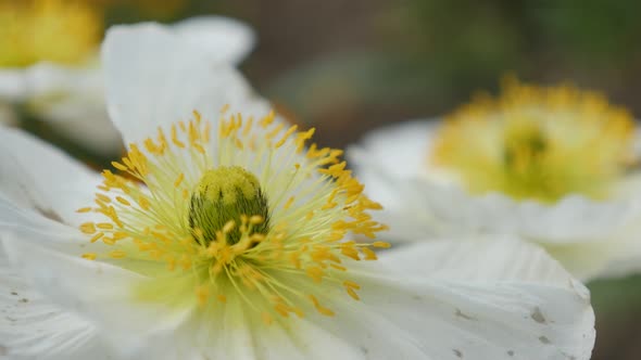 White flower   Iceland Poppy boreal plant close-up petal details 4K 2160p 30fps UltraHD footage - Pa