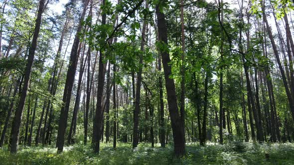 Beautiful Green Forest on a Summer Day Slow Motion