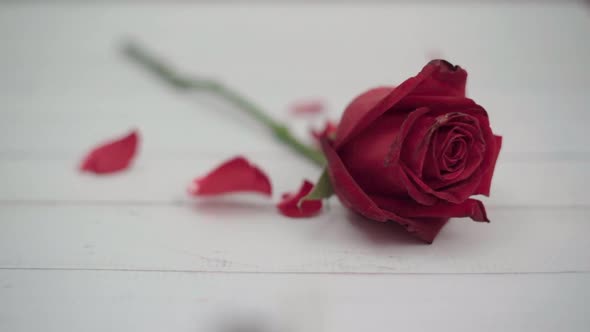 Dolly shot red rose on the table and petals are falling